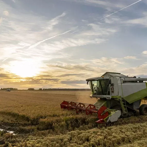 Green Align Herbal Extract